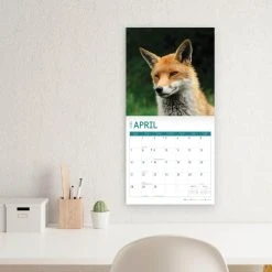 Foxes 2024 Wall Calendar 17 Foxes 2024 Wall Calendar -Calendars Sales Store 91fd82cb 1f0e 4af5 877d 9345ce44dea3