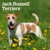 Jack Russell Terriers 2024 Wall Calendar -Calendars Sales Store 9266a74f b78d 480a b6b8 d17586008b7c