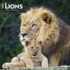 Lions 2024 Wall Calendar 1 Lions 2024 Wall Calendar -Calendars Sales Store 92e28bbc f3c8 4e0c 942b 5f3091666a9b