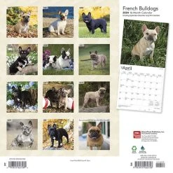 French Bulldogs 2024 Wall Calendar -Calendars Sales Store 93189270 76d6 4624 834c c0781dfa433b
