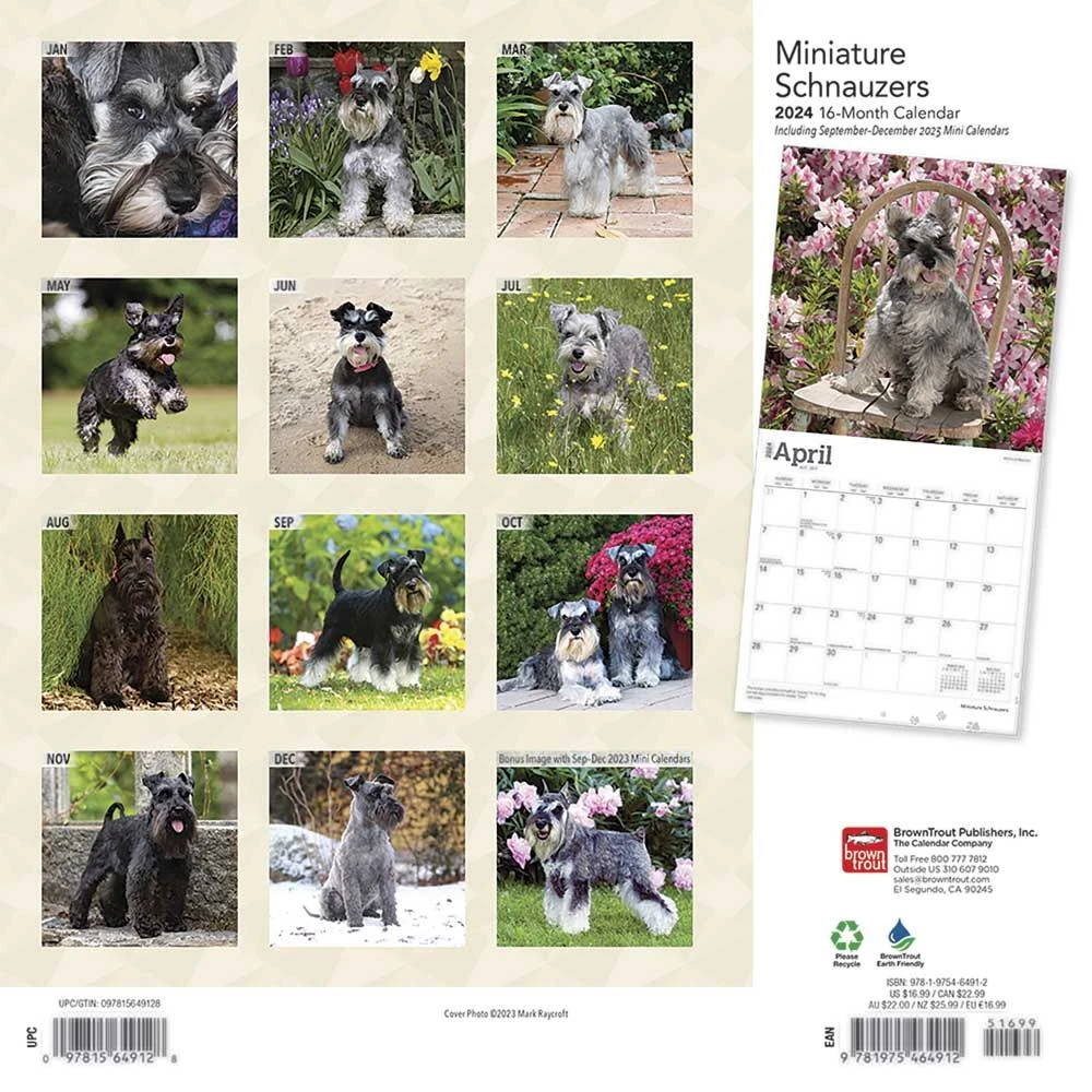 Miniature Schnauzers 2024 Wall Calendar 4 Miniature Schnauzers 2024 Wall Calendar - Image 2