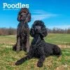 Poodles 2024 Wall Calendar -Calendars Sales Store 94519848 f8fc 4a93 9c7a cebb0d4a7487