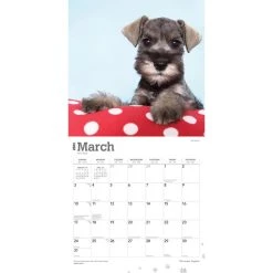 Schnauzer Puppies 2024 Wall Calendar -Calendars Sales Store 94696449 055c 4544 84b3 c77e450f4253