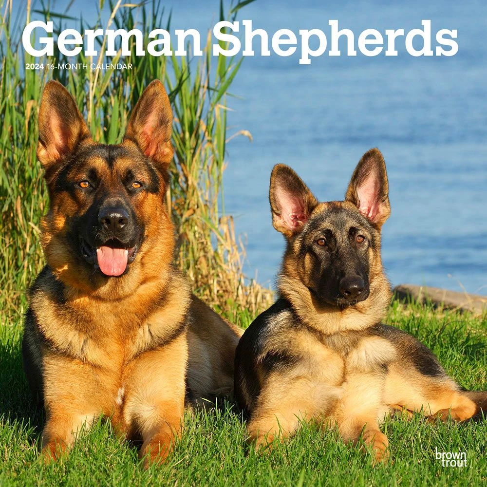 German Shepherds 2024 Wall Calendar 3 German Shepherds 2024 Wall Calendar