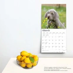 Weimaraners 2024 Wall Calendar -Calendars Sales Store 9503f48f 0780 460b acba 40b33dca44ce