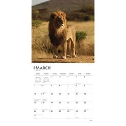 Lions 2024 Wall Calendar -Calendars Sales Store 954cfc9c 1fef 4762 aa6e 021eeb84faa8