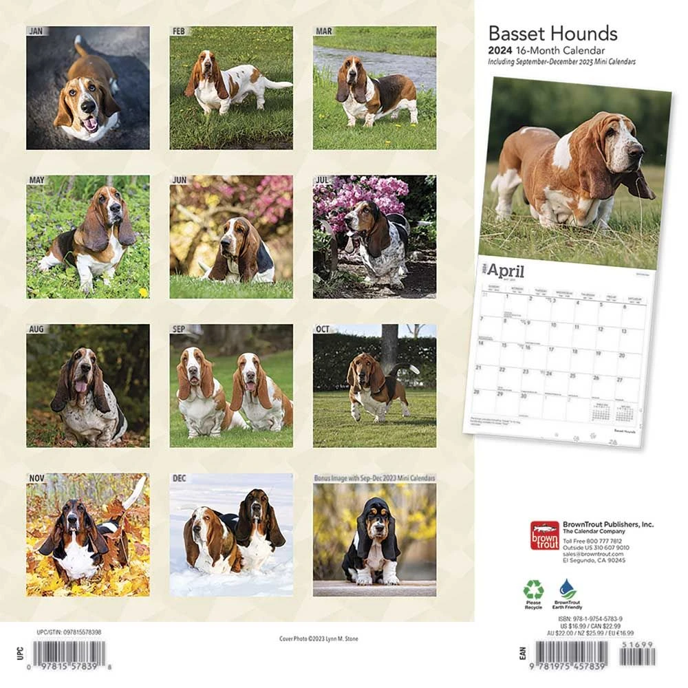 Basset Hounds 2024 Wall Calendar 4 Basset Hounds 2024 Wall Calendar - Image 2