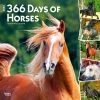 Horses 365 Days 2024 Wall Calendar 1 Horses 365 Days 2024 Wall Calendar -Calendars Sales Store 96e8c347 f7d2 46e2 8502 827ee7c4a6f2