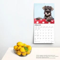 Schnauzer Puppies 2024 Wall Calendar -Calendars Sales Store 976131ea da4d 4ff6 b9c1 4defd70c2c0c