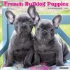 Just French Bulldog Puppies 2024 Wall Calendar -Calendars Sales Store 9923cff3 ab5d 4a6e 9250 54a58992bd25