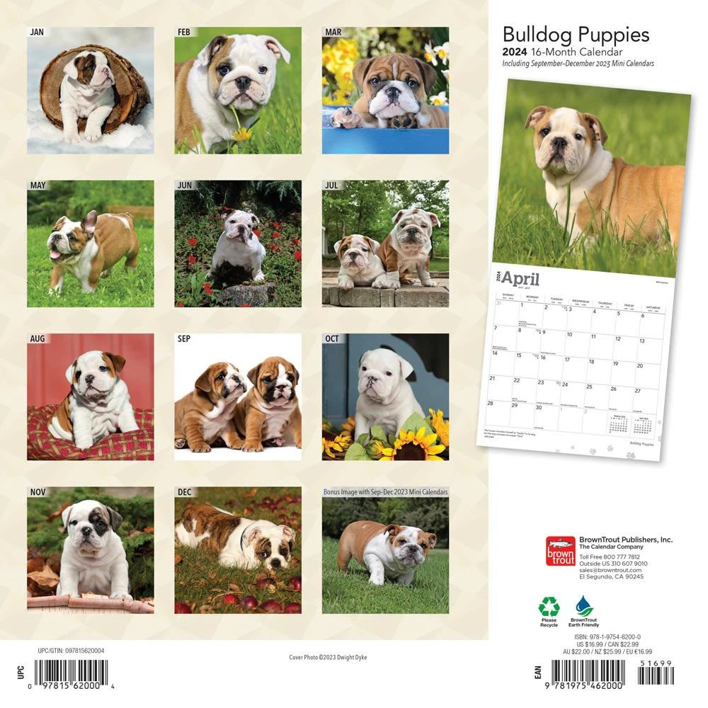 Bulldog Puppies 2024 Wall Calendar 4 Bulldog Puppies 2024 Wall Calendar - Image 2