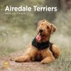 Airedale Terriers 2024 Wall Calendar -Calendars Sales Store 9da3e443 2cf4 4c87 af53 79a30a6a00a2