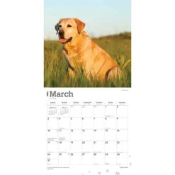 Yellow Lab Retriever 2024 Wall Calendar -Calendars Sales Store 9e070609 661e 4f31 99be 2f4741aed18f