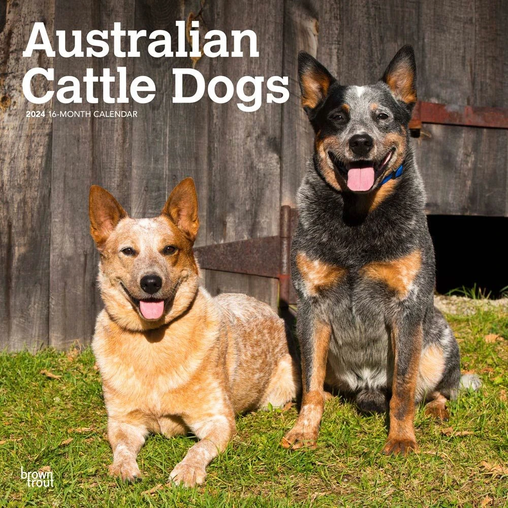 Australian Cattle Dogs 2024 Wall Calendar 3 Australian Cattle Dogs 2024 Wall Calendar