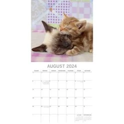 Cats And Kittens 2024 Wall Calendar -Calendars Sales Store 9f3b297a de72 4db8 910d d500bb1c84c2