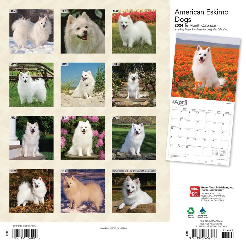 American Eskimo Dogs 2024 Wall Calendar 4 American Eskimo Dogs 2024 Wall Calendar - Image 2