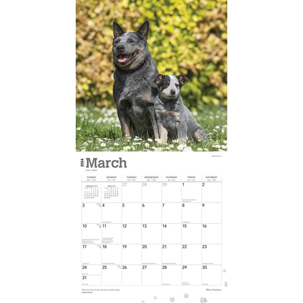 Blue Heelers 2024 Wall Calendar 5 Blue Heelers 2024 Wall Calendar - Image 3