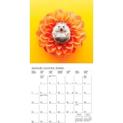 Happiest Hedgehogs 2024 Wall Calendar -Calendars Sales Store a11e5067 2d18 433a 88b5 7c39465ce880