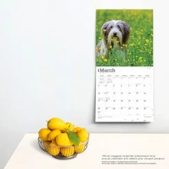 Bearded Collies 2024 Wall Calendar -Calendars Sales Store a22e5346 9274 4fab ac6c 759fa0d51a96