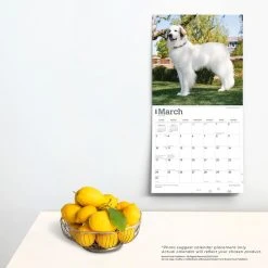 Great Pyrenees 2024 Wall Calendar -Calendars Sales Store a2436b59 e240 4ad1 ba60 1a905e9c70c5