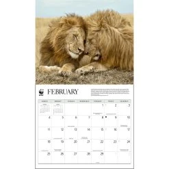 Wild Cats WWF 2024 Wall Calendar -Calendars Sales Store a2ab73c2 7d9c 44cf 977a f38feca44fd2