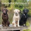 Labrador Retrievers Photo 2024 Wall Calendar -Calendars Sales Store a2dc346e 470f 4e04 b8eb 8620d87527a5