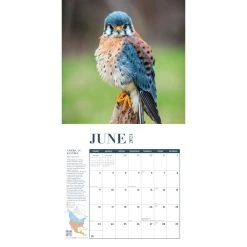 Birds Feathered Friends 2024 Wall Calendar 9 Birds Feathered Friends 2024 Wall Calendar -Calendars Sales Store a2f7014d e742 42f1 9e34 538ca177c59a
