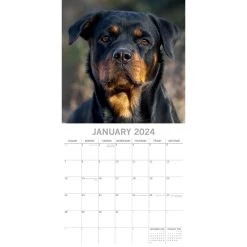 Rottweilers 2024 Wall Calendar -Calendars Sales Store a39a6672 bce5 4712 9209 c57f089d122a