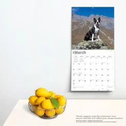 Boston Terriers 2024 Wall Calendar -Calendars Sales Store a3aa9eb6 e705 4ba7 aaa5 1630b4429d58