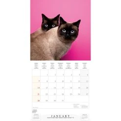 Cool Cats 2024 Wall Calendar -Calendars Sales Store a3b06706 a7c3 4ade 9325 e34ed0c5f0e7