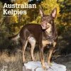 Australian Kelpies 2024 Wall Calendar -Calendars Sales Store a43e4a26 fa02 469c 91d4 0cc4bceeba16