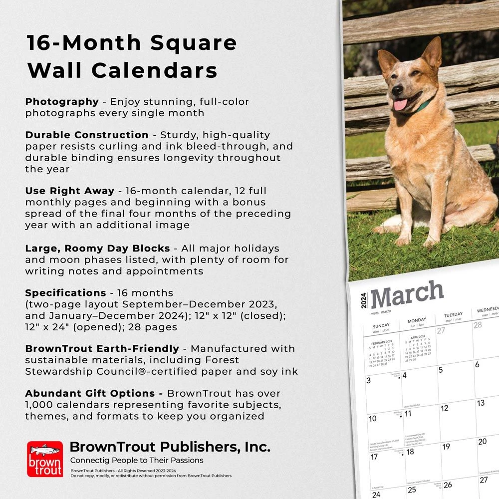 Australian Cattle Dogs 2024 Wall Calendar 7 Australian Cattle Dogs 2024 Wall Calendar - Image 5