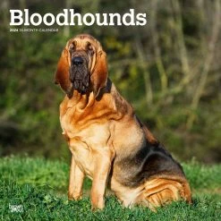 Bloodhounds 2024 Wall Calendar