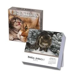 Cats And Kittens 2024 Desk Calendar -Calendars Sales Store a610ce71 5ede 4b4d bb3e fa454b008523