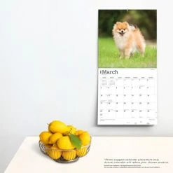 Pomeranians 2024 Wall Calendar -Calendars Sales Store a6285624 5a27 4ef7 85b8 7156e3be2d6d