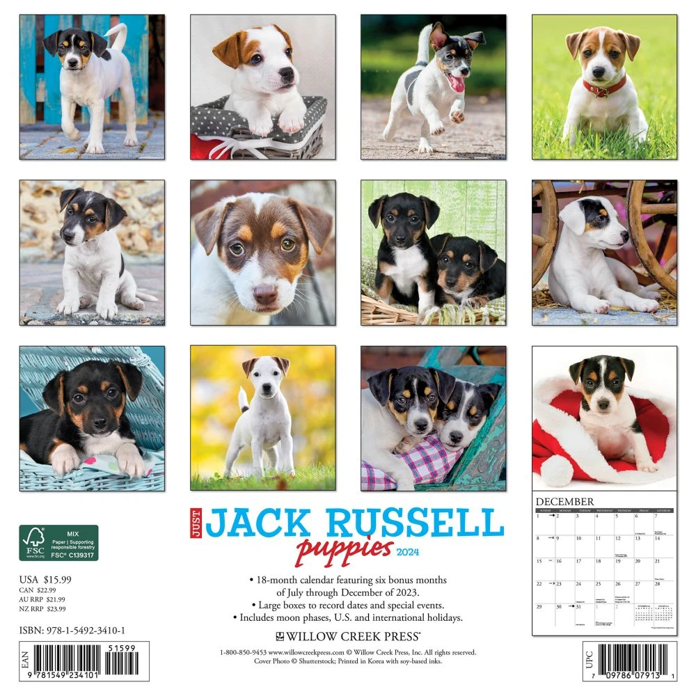 Jack Russell Puppies 2024 Wall Calendar 4 Jack Russell Puppies 2024 Wall Calendar - Image 2
