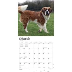Saint Bernards 2024 Wall Calendar -Calendars Sales Store a7090c98 04f5 41fa 8903 cab85be6071e