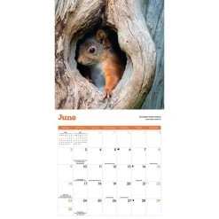 Squirrels 2024 Wall Calendar -Calendars Sales Store a7135242 d4ce 44c5 b109 e9df5981921c