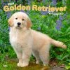 Golden Retriever Puppies 2024 Wall Calendar -Calendars Sales Store a738994b 394c 4dff ad8d e68cf06f3a4b