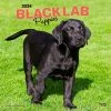 Black Lab Retriever Puppies 2024 Wall Calendar -Calendars Sales Store a817e059 a706 4fa0 b306 d386c71677d1