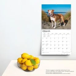 Pit Bull Terriers Deluxe 2024 Wall Calendar 13 Pit Bull Terriers Deluxe 2024 Wall Calendar -Calendars Sales Store a86fe10d 7624 4880 8e4e afe4f670e52b