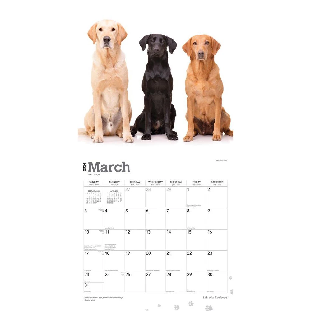 Labrador Retriever 2024 Wall Calendar 5 Labrador Retriever 2024 Wall Calendar - Image 3