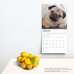 Pugs 2024 Wall Calendar -Calendars Sales Store aa797d74 f49a 4bcd a078 39916ff1c7fc