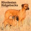 Rhodesian Ridgebacks 2024 Wall Calendar -Calendars Sales Store aa83a6dd c155 4a34 aea2 19b1b7415b55