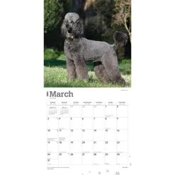 Poodles 2024 Wall Calendar -Calendars Sales Store ac1d7556 d6ae 41c9 9cd5 65ebd9f12c8b