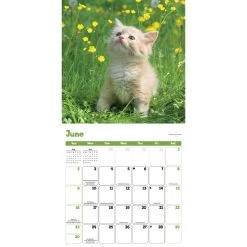 Kittens Curious 2024 Wall Calendar -Calendars Sales Store ac47f2ff d5a5 4da8 9f32 ed6cea051fe4