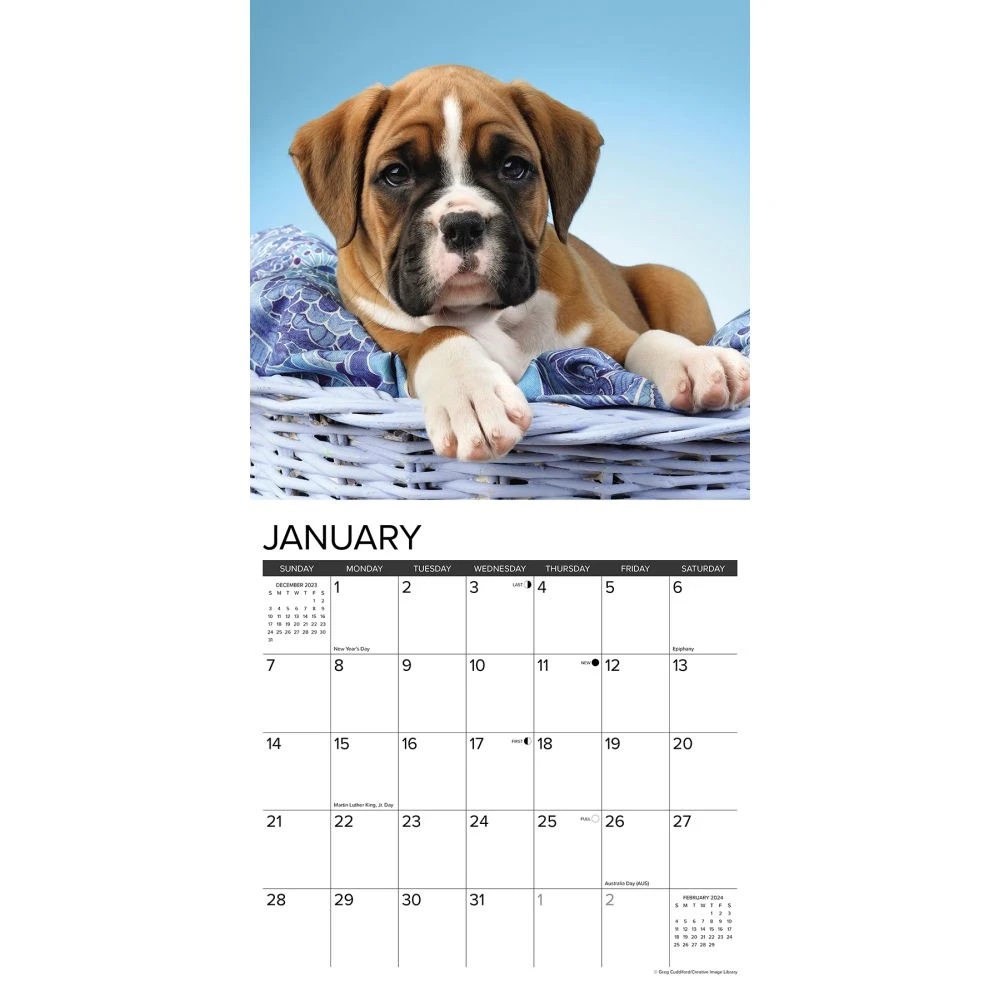 Just Boxer Puppies 2024 Wall Calendar 5 Just Boxer Puppies 2024 Wall Calendar - Image 3