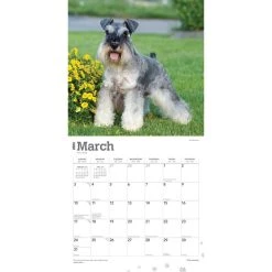Schnauzers 2024 Wall Calendar -Calendars Sales Store aecc2be1 f5f9 4fd6 b44c a96073048493