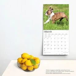 Boston Terrier Puppies 2024 Wall Calendar -Calendars Sales Store af69dd32 2ec9 4562 bb4a ab1ef196404f