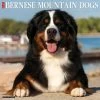 Just Bernese Mountain Dogs 2024 Wall Calendar -Calendars Sales Store afe5d4d1 6d58 4a17 967e 8c98a6a66331